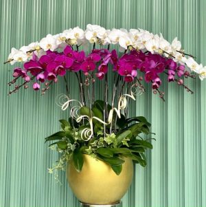 Chậu lan hồ điệp - 15